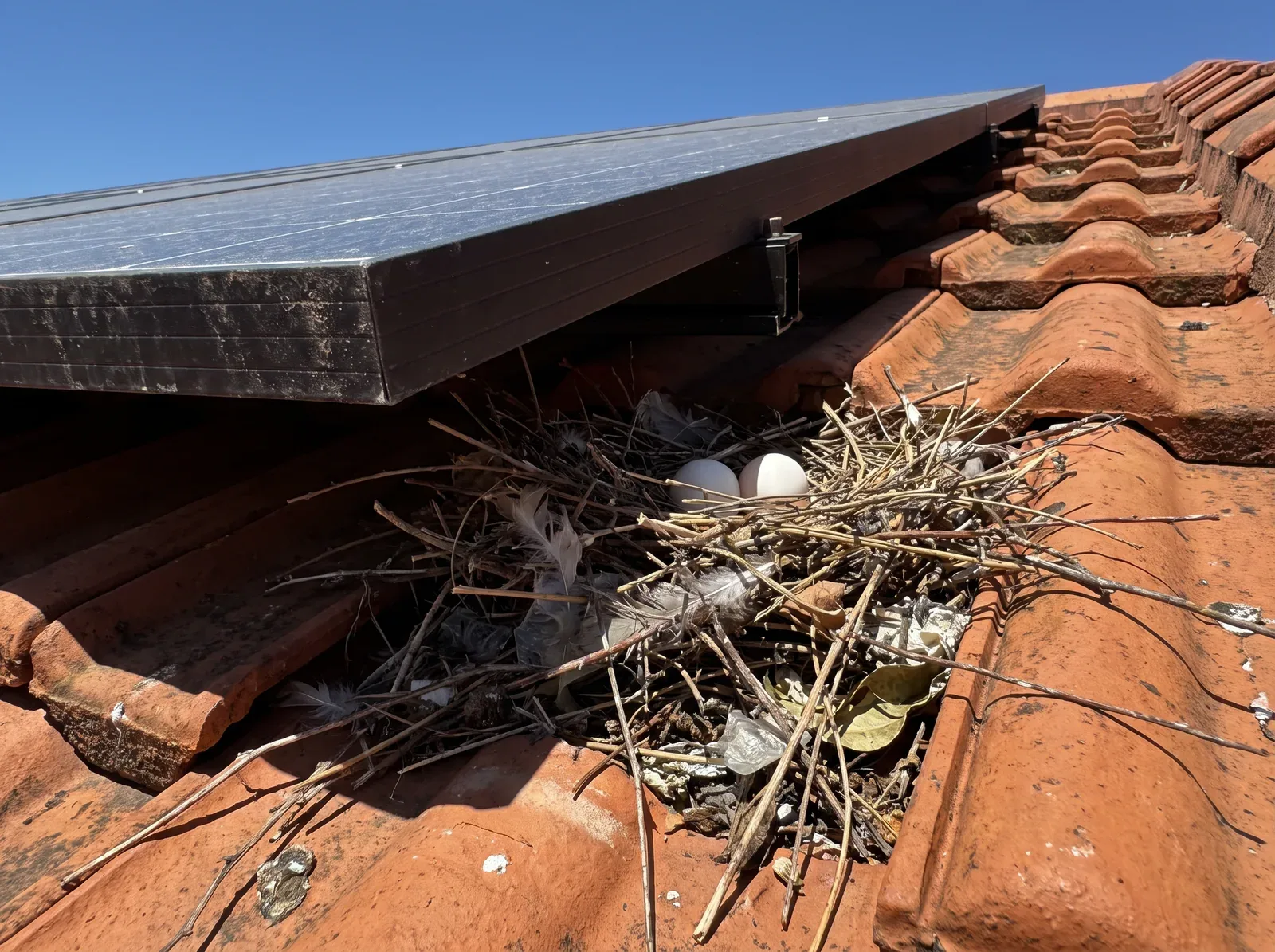 A nest of sticks and debris with droppings packed into the gap under the edge of a solar panel on a clay tile roof