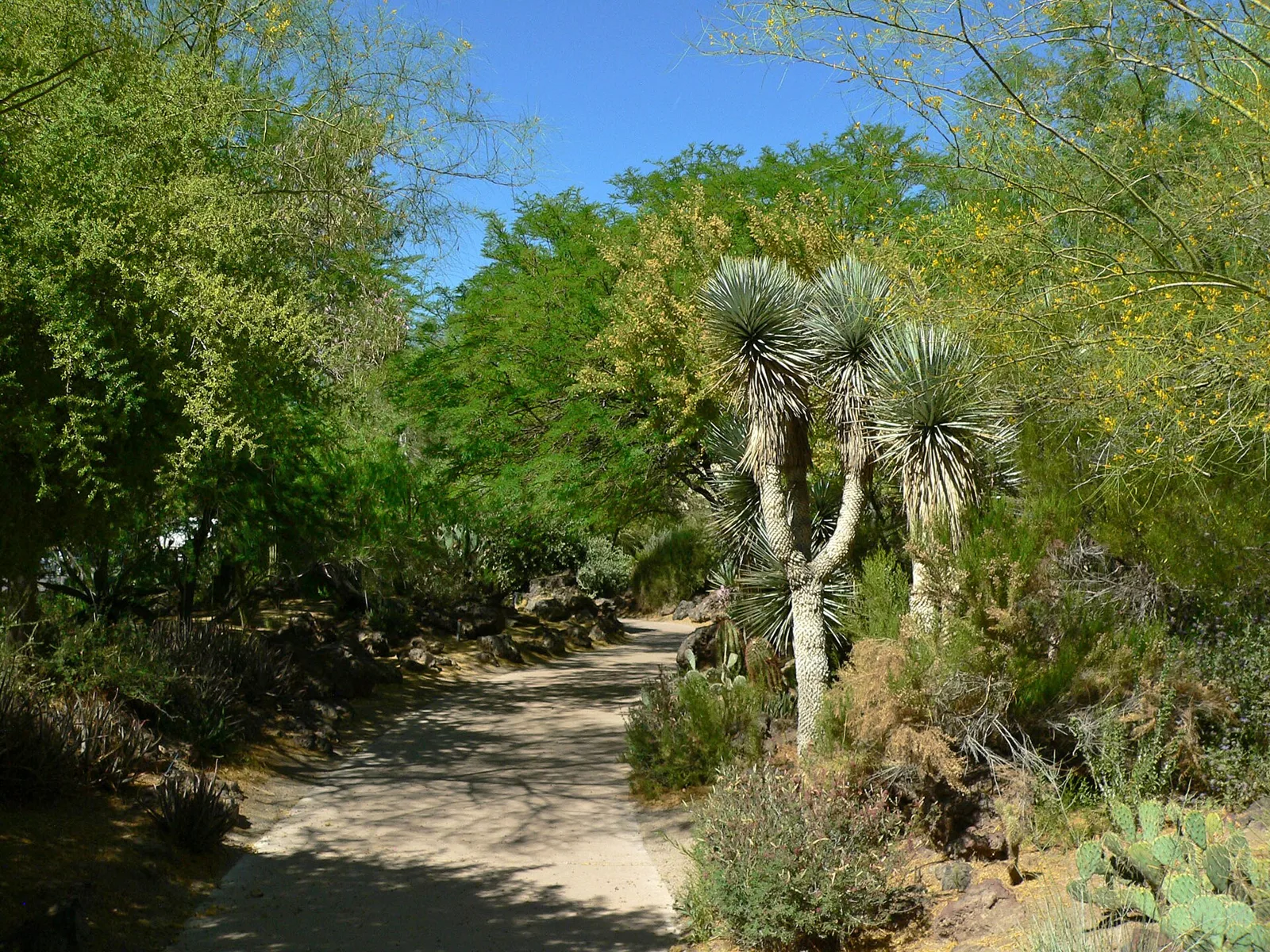 A gravel path through the Ethel M cactus garden, lined with tall yuccas, barrel cactus and desert trees under a blue sky