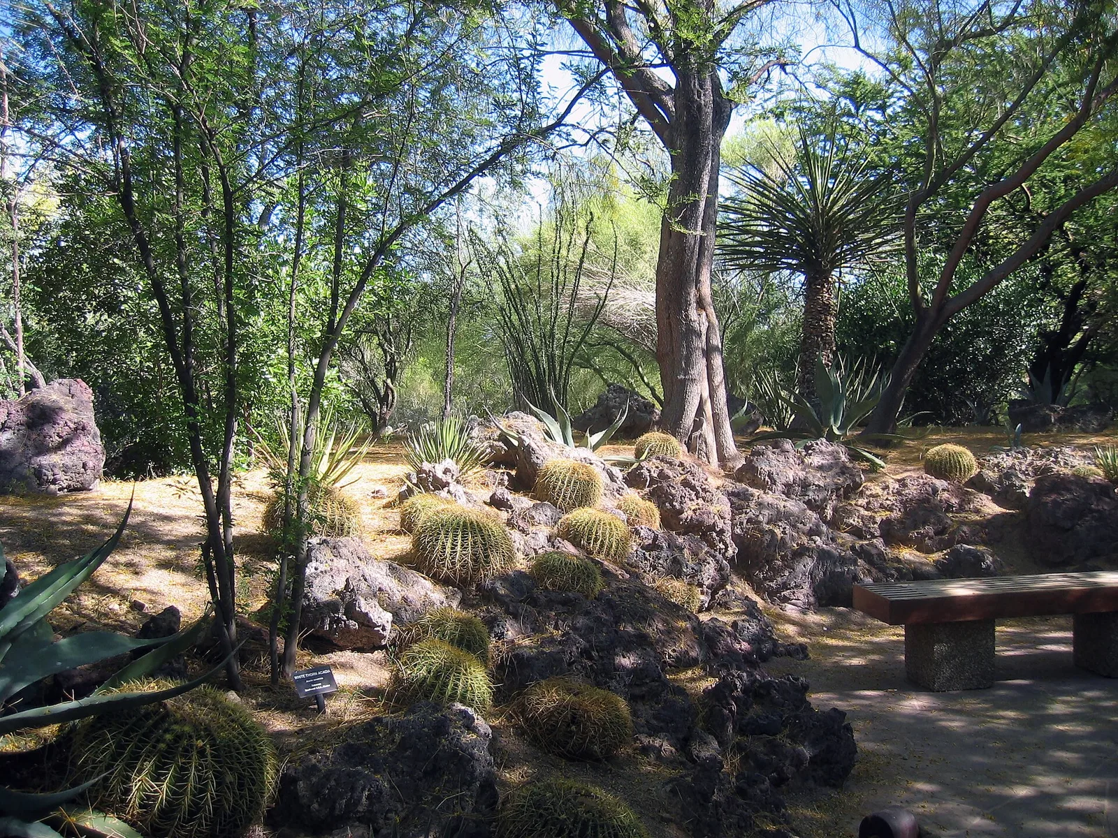 Three Las Vegas gardens, the Ethel M holiday lights, and where to eat after