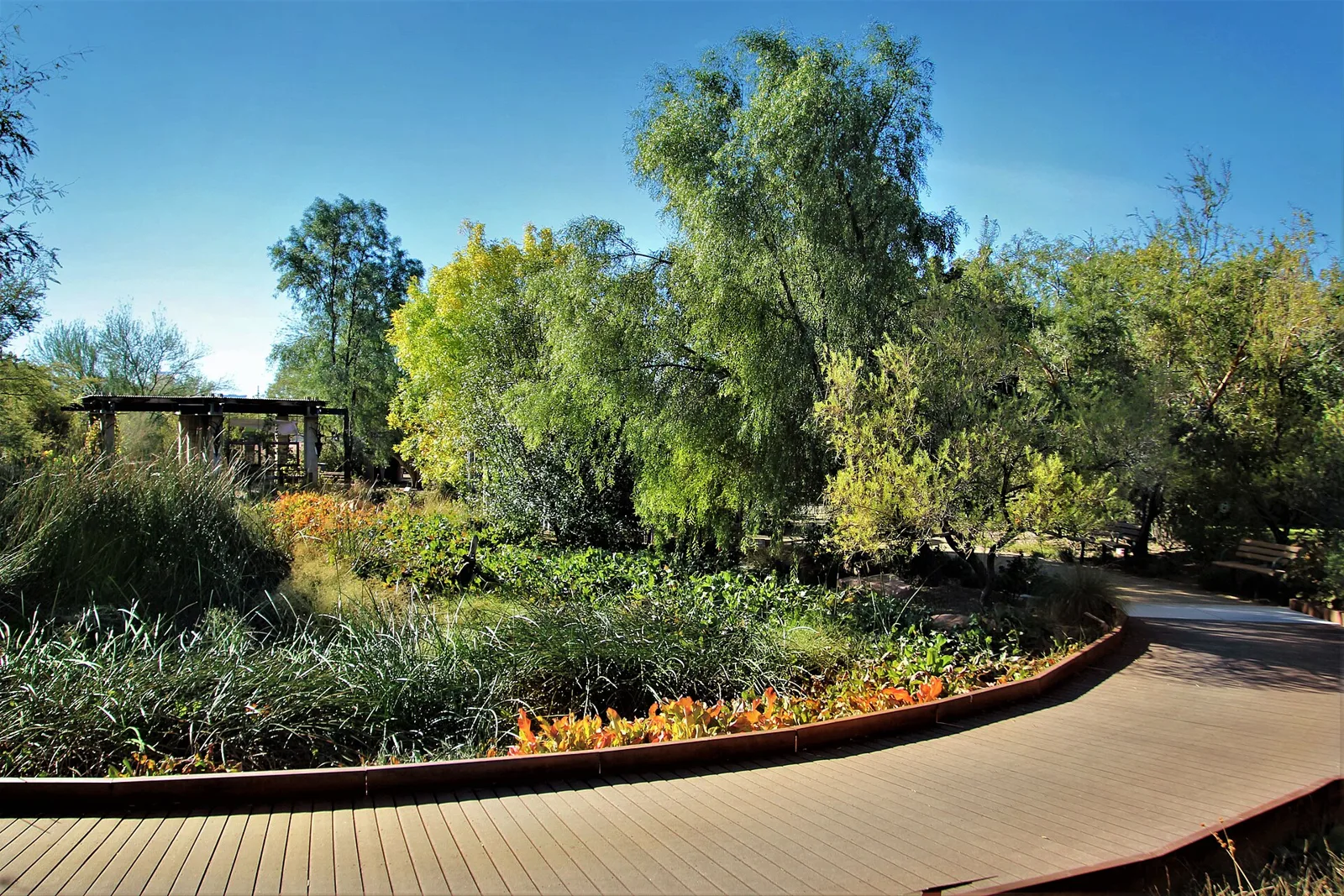 A curving wooden boardwalk past desert shrubs, flowering beds and green trees in the Springs Preserve botanical garden