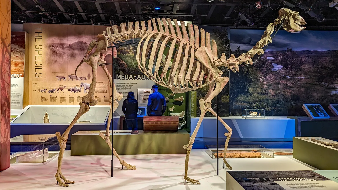 A tall mounted skeleton of an extinct camel in a museum exhibit hall, with two visitors reading panels behind it